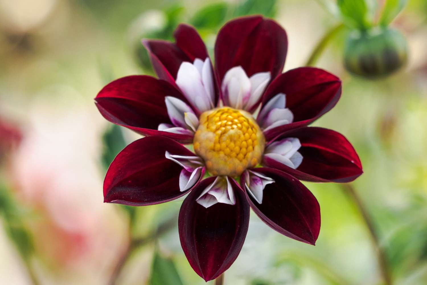 Daalia 'Mary Evelyn'